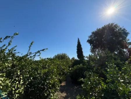 6.474 M² Mandarinengarten In Seferihisar Siğacik Karagöl – Ort Taşdibi
