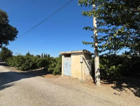 6.474 M² Mandarinengarten In Seferihisar Siğacik Karagöl – Ort Taşdibi