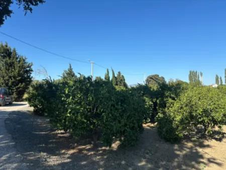 6.474 M² Mandarinengarten In Seferihisar Siğacik Karagöl – Ort Taşdibi