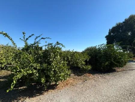 6.474 M² Mandarinengarten In Seferihisar Siğacik Karagöl – Ort Taşdibi