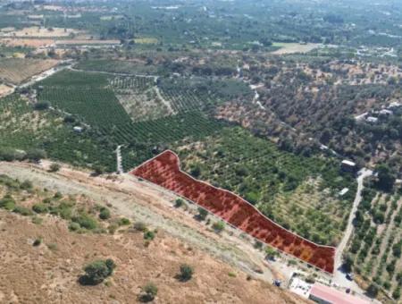 4,915 M² Tangerine Orchard Zum Verkauf In Seferihisar Sığacık Taşdibi