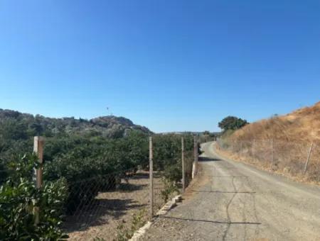 4,915 M² Tangerine Orchard Zum Verkauf In Seferihisar Sığacık Taşdibi