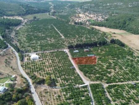 Zum Verkauf In Seferihisar Düzce 2,628,64 M² Tangerine Grove