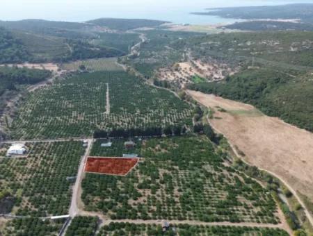Zum Verkauf In Seferihisar Düzce 2,628,64 M² Tangerine Grove