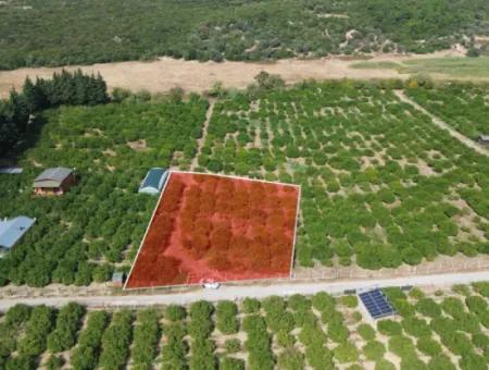 Zum Verkauf In Seferihisar Düzce 2,628,64 M² Tangerine Grove