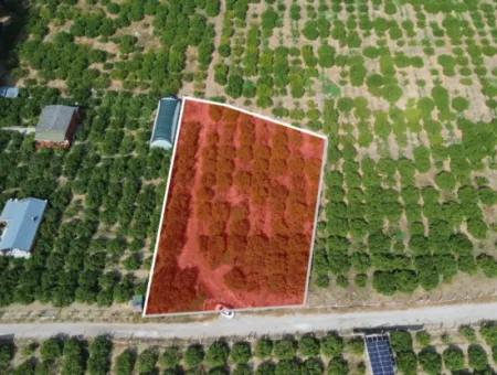 Zum Verkauf In Seferihisar Düzce 2,628,64 M² Tangerine Grove