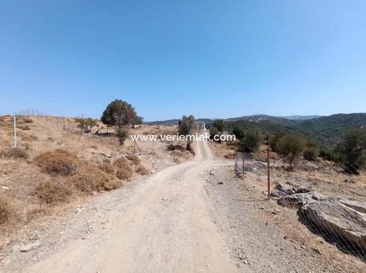 On The Way To Seferihisar Ulamış, Investment Opportunity! 1700 M² Olive Grove Plot With Panoramic View