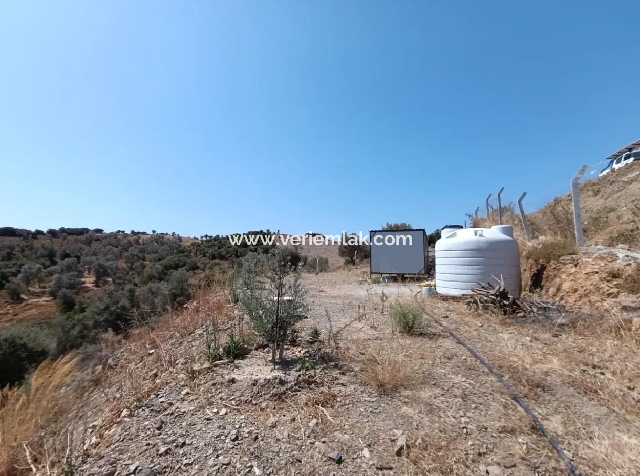 On The Way To Seferihisar Ulamış, Investment Opportunity! 1700 M² Olive Grove Plot With Panoramic View
