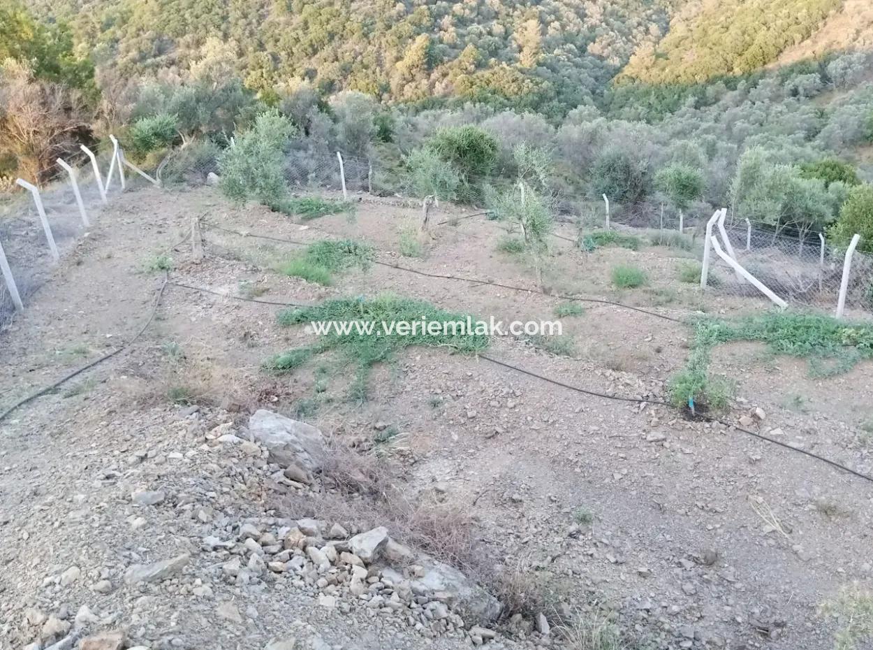 On The Way To Seferihisar Ulamış, Investment Opportunity! 1700 M² Olive Grove Plot With Panoramic View