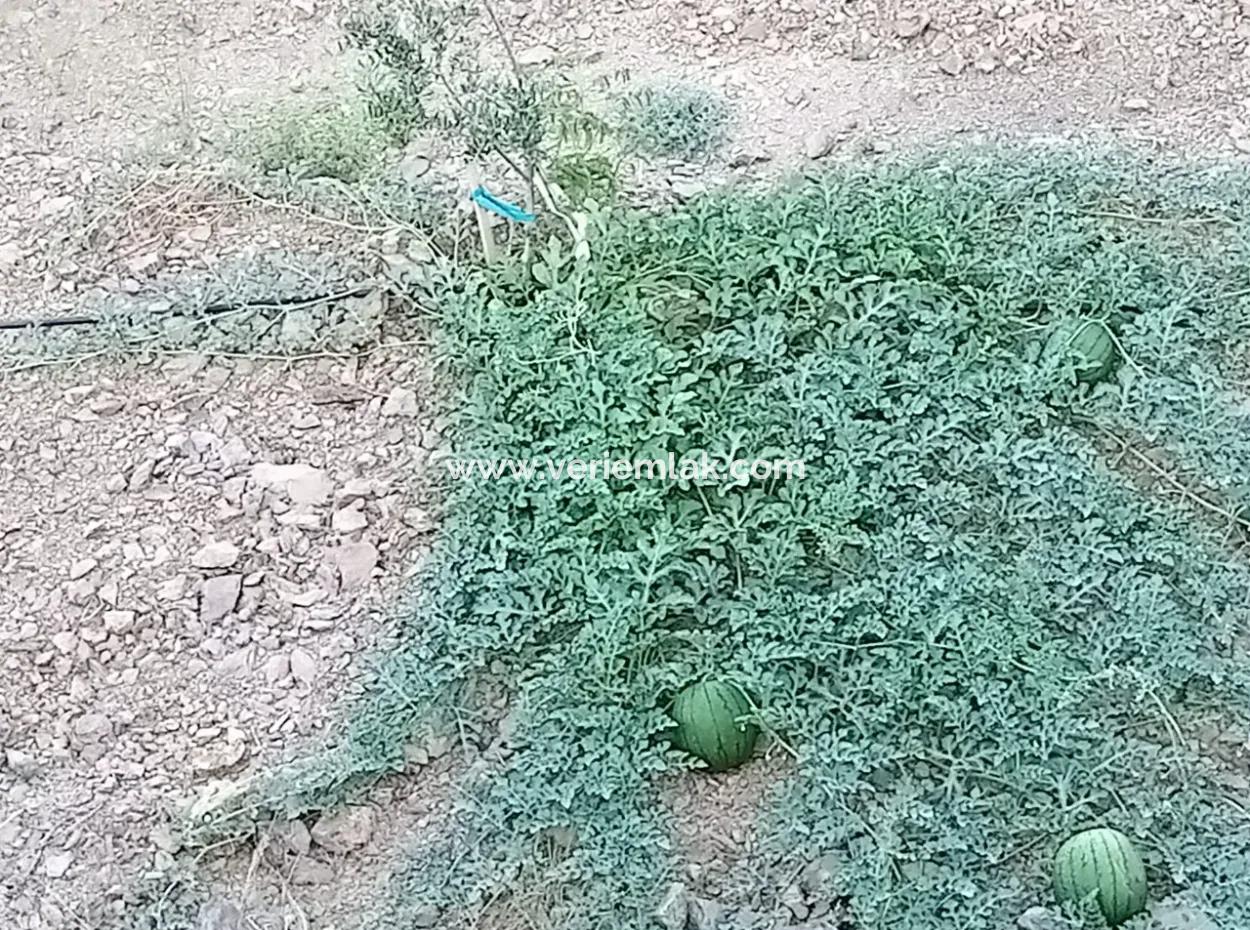 On The Way To Seferihisar Ulamış, Investment Opportunity! 1700 M² Olive Grove Plot With Panoramic View