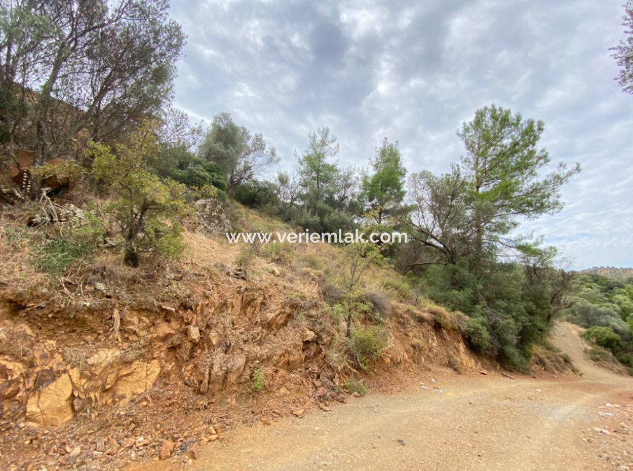 18.713 M2 Olive For Sale Suitable For Investment In Seferihisar Ulamış Neighborhood