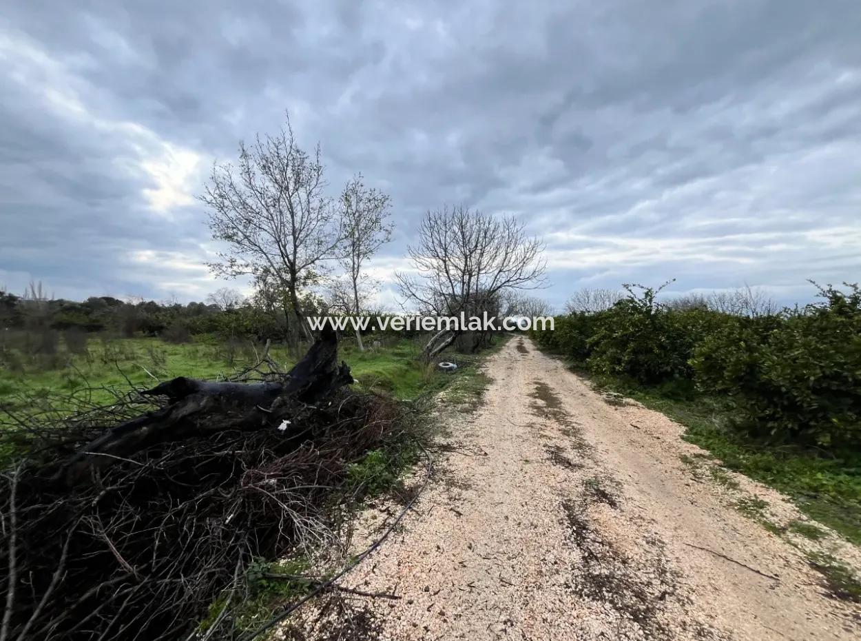 Land For Sale In Seferihisar Hidirlik: Investment Opportunity In Fertile Lands!