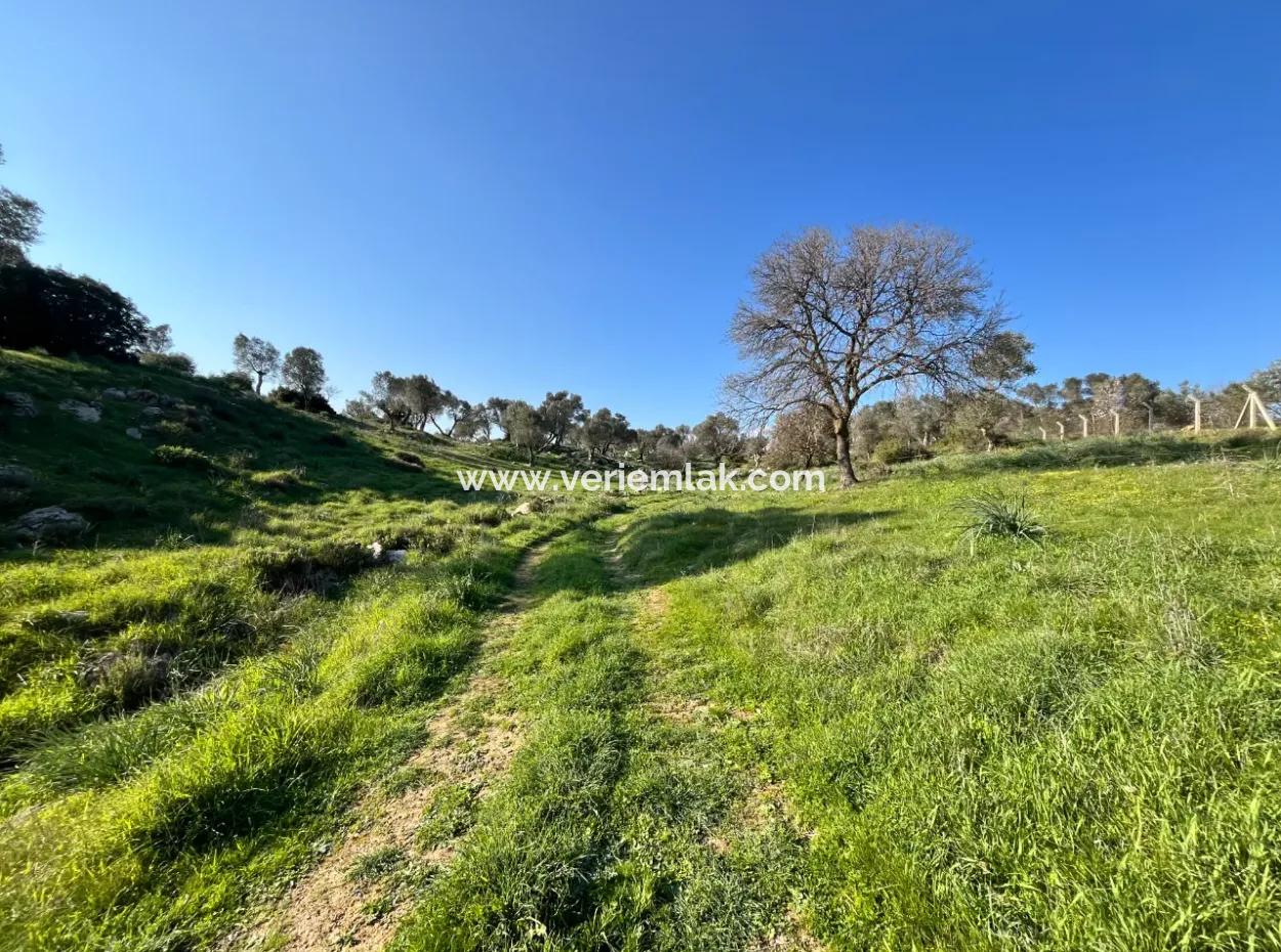 10.000 M² Cadastral Road Front, Panoramic Nature View Land For Sale In Orhanlı, Seferihisar
