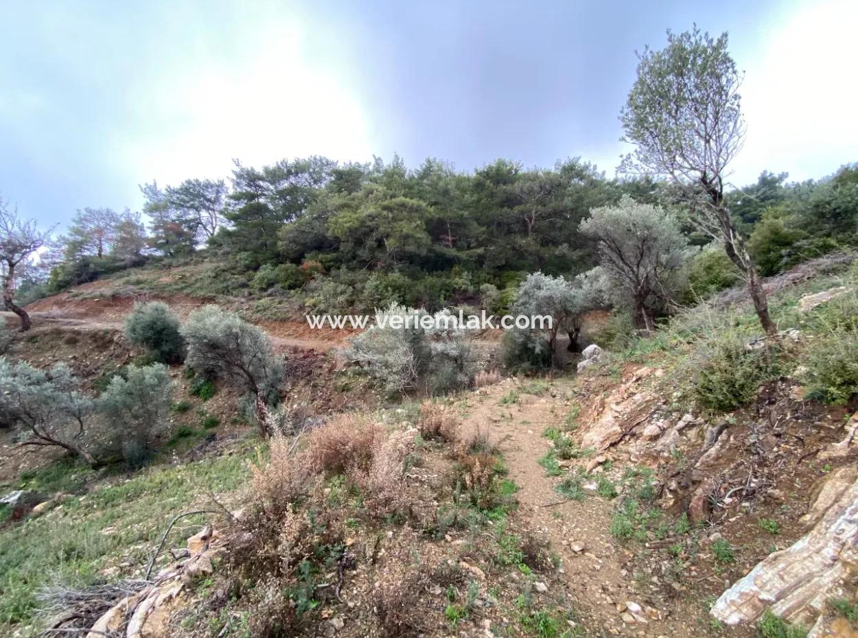 2000 M² Olive Grove In Seferihisar Beyler – 200 Meters From The Village Center!