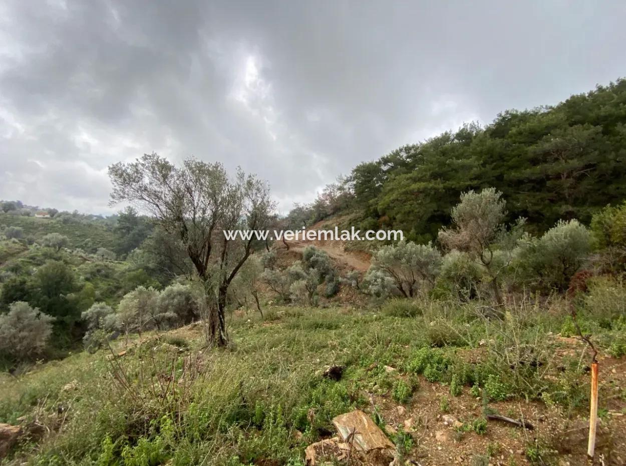 2000 M² Olive Grove In Seferihisar Beyler – 200 Meters From The Village Center!