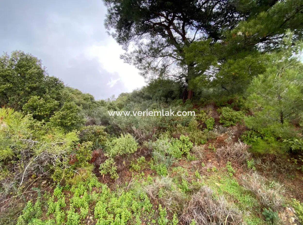 2000 M² Olive Grove In Seferihisar Beyler – 200 Meters From The Village Center!