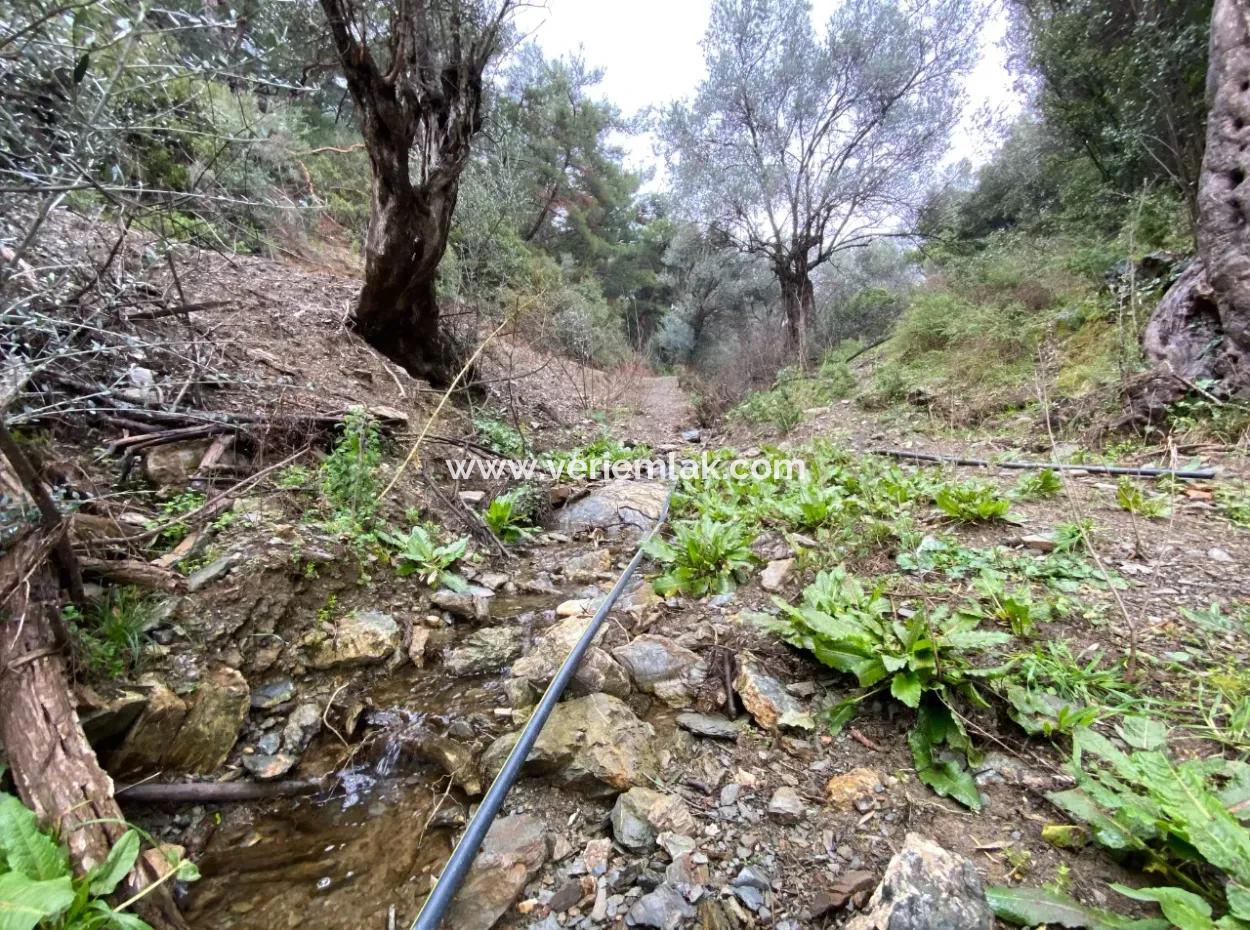 2000 M² Olive Grove In Seferihisar Beyler – 200 Meters From The Village Center!