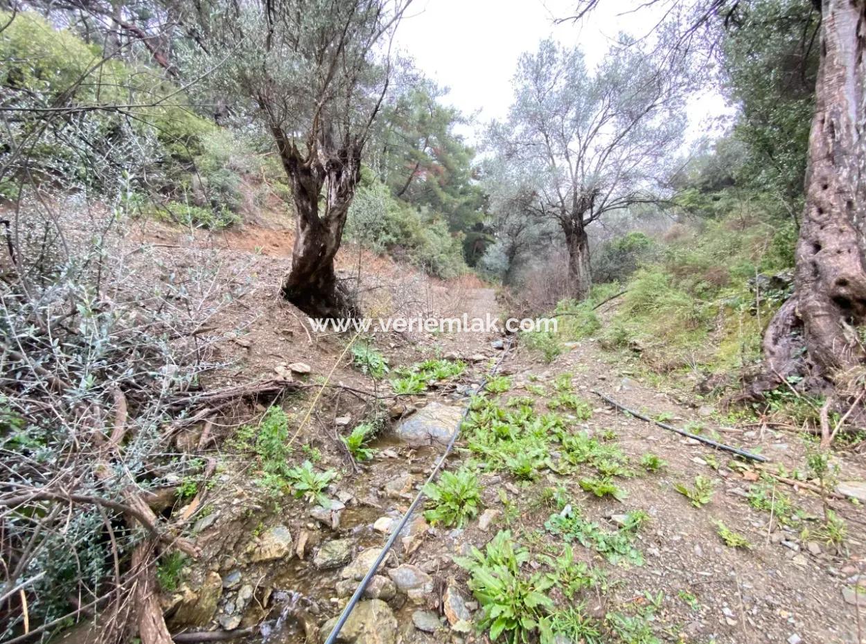 2000 M² Olive Grove In Seferihisar Beyler – 200 Meters From The Village Center!