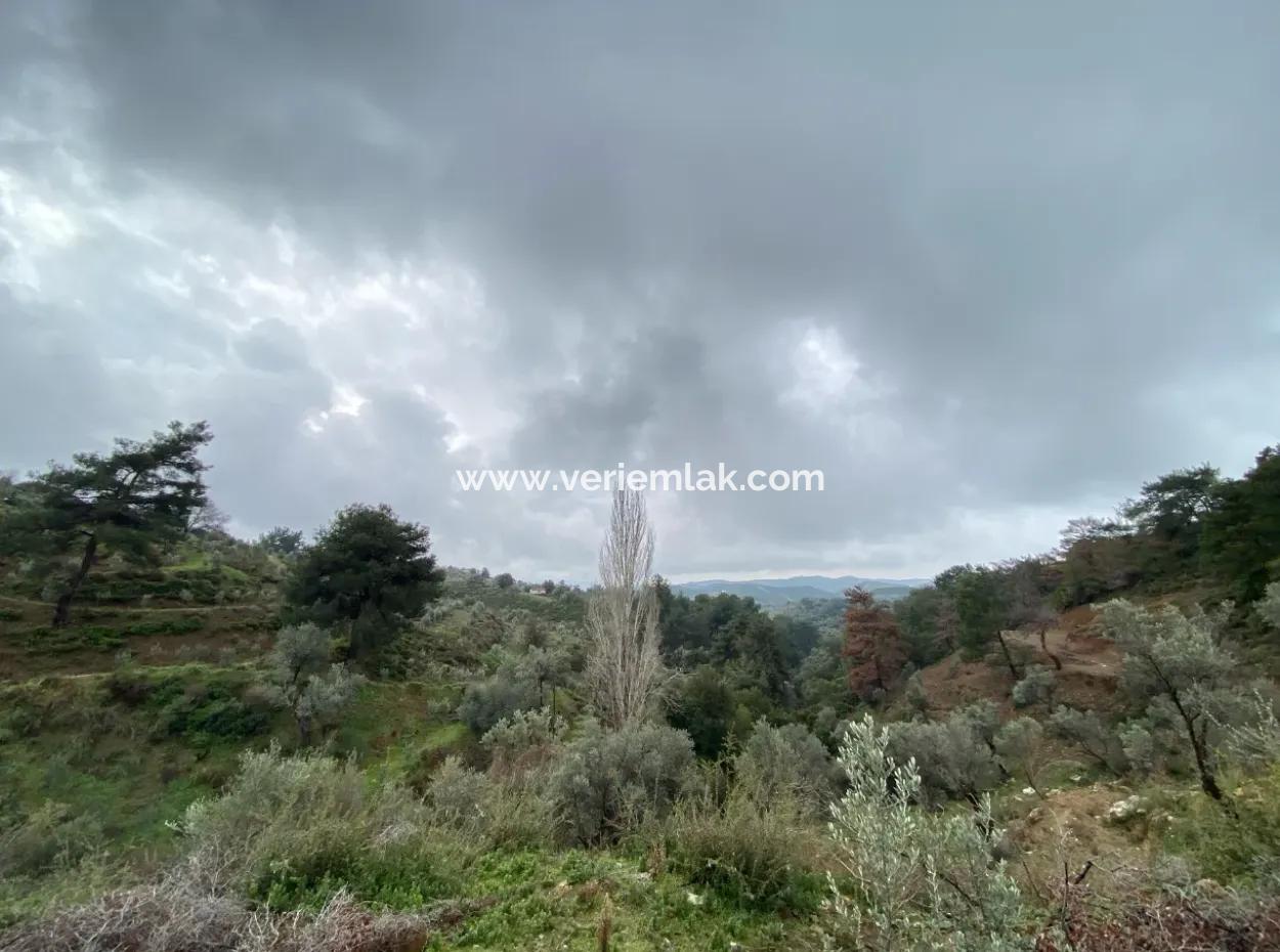 2000 M² Olive Grove In Seferihisar Beyler – 200 Meters From The Village Center!