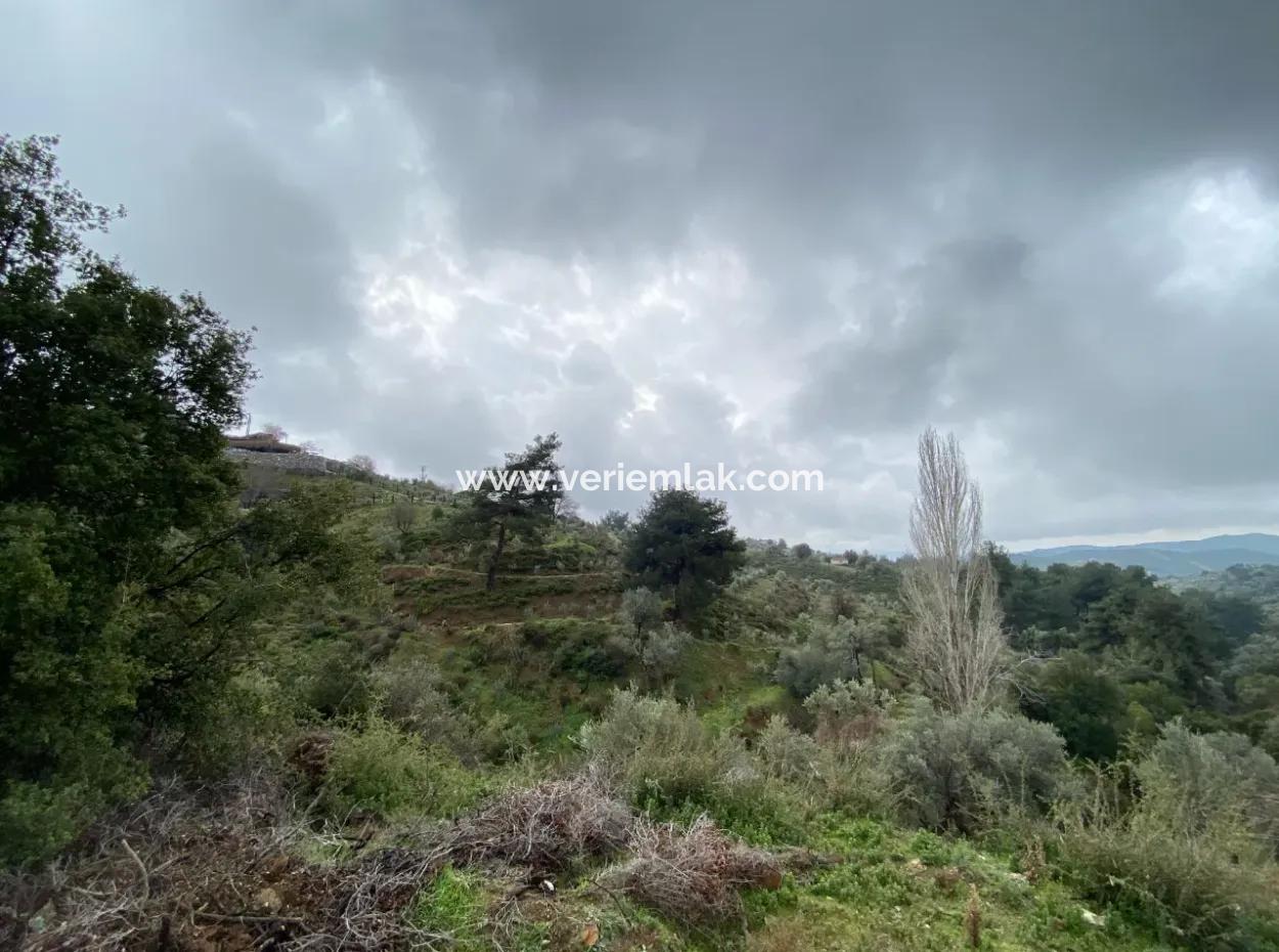 2000 M² Olive Grove In Seferihisar Beyler – 200 Meters From The Village Center!