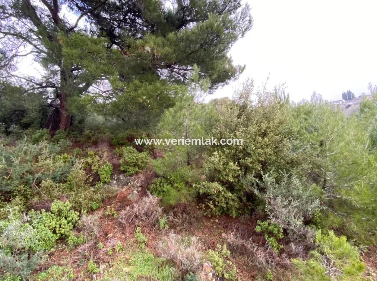 2000 M² Olive Grove In Seferihisar Beyler – 200 Meters From The Village Center!