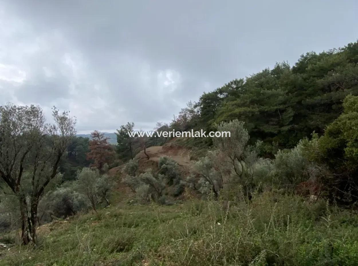 2000 M² Olive Grove In Seferihisar Beyler – 200 Meters From The Village Center!