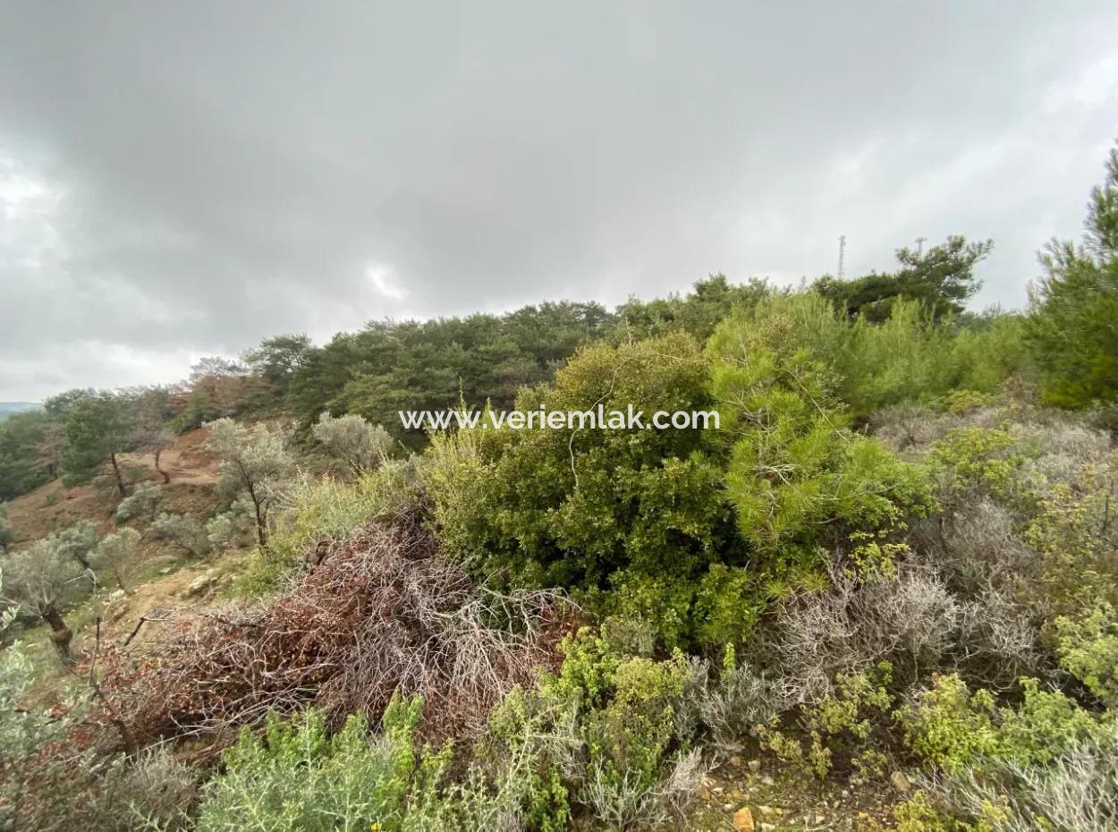 2000 M² Olive Grove In Seferihisar Beyler – 200 Meters From The Village Center!