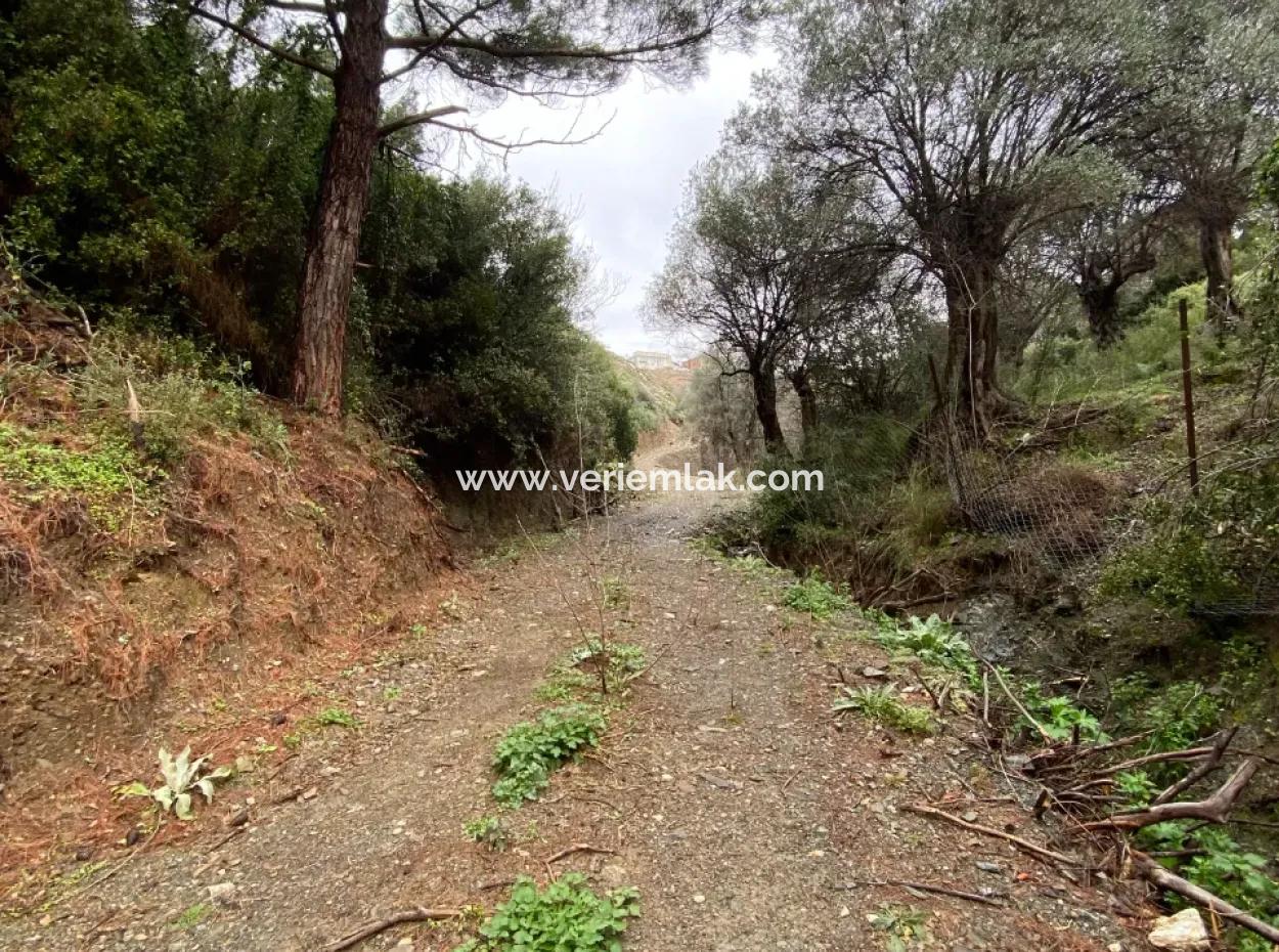 2000 M² Olive Grove In Seferihisar Beyler – 200 Meters From The Village Center!