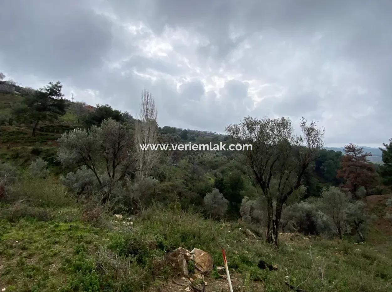 2000 M² Olive Grove In Seferihisar Beyler – 200 Meters From The Village Center!