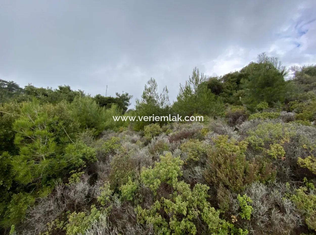2000 M² Olive Grove In Seferihisar Beyler – 200 Meters From The Village Center!