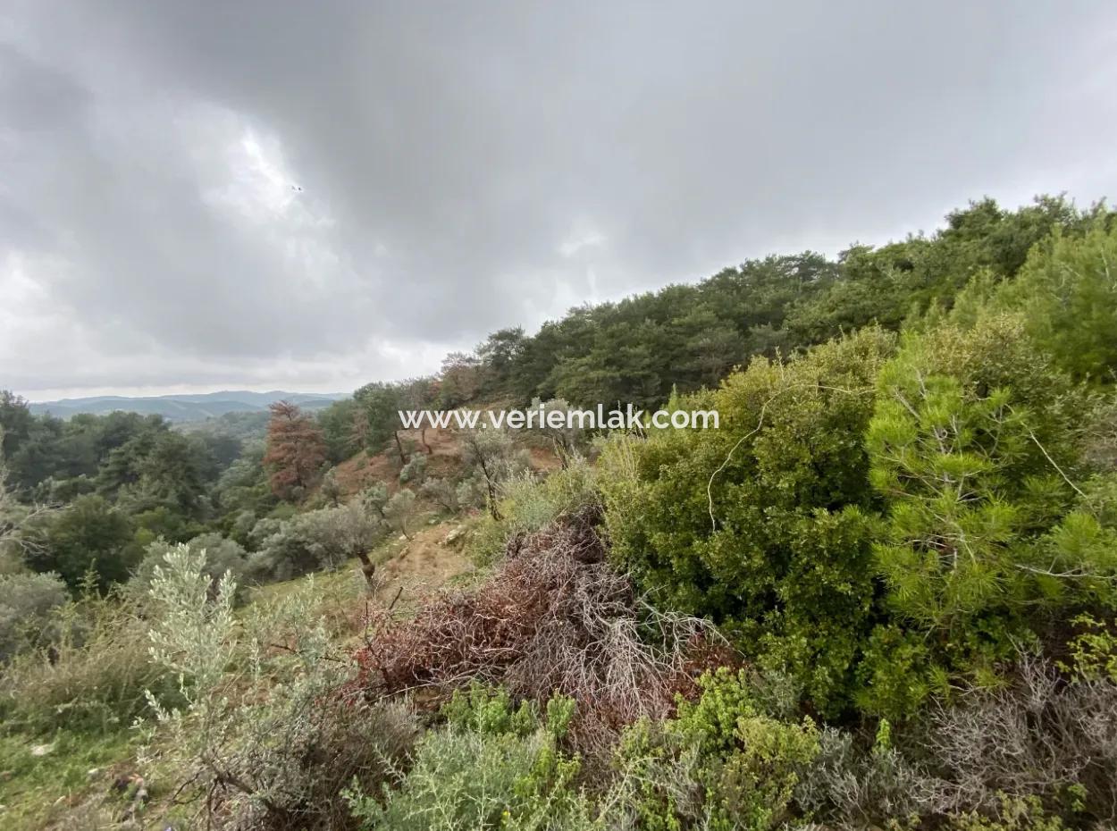 2000 M² Olive Grove In Seferihisar Beyler – 200 Meters From The Village Center!