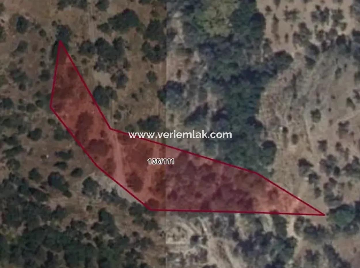 Olive Grove For Sale In Seferihisar Gödence, Close To The Main Road, For Investment