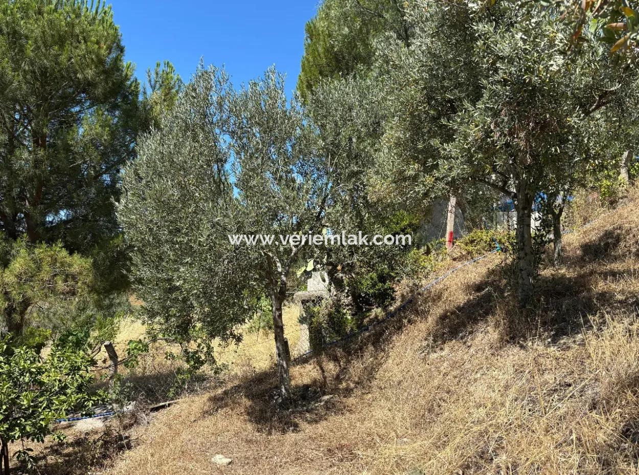 Investment Villa Zoned Land In Seferihisar Bahçeköy Region!