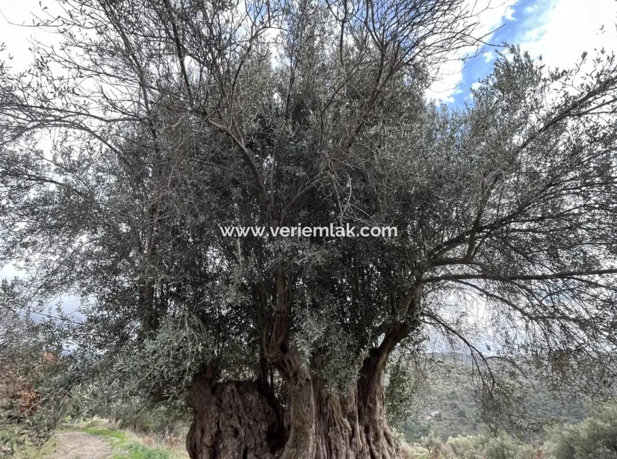 Seferihisar Ulamış Neighborhood – Olive Grove For Sale Close To The Dam, Wide Road Front, Valley View