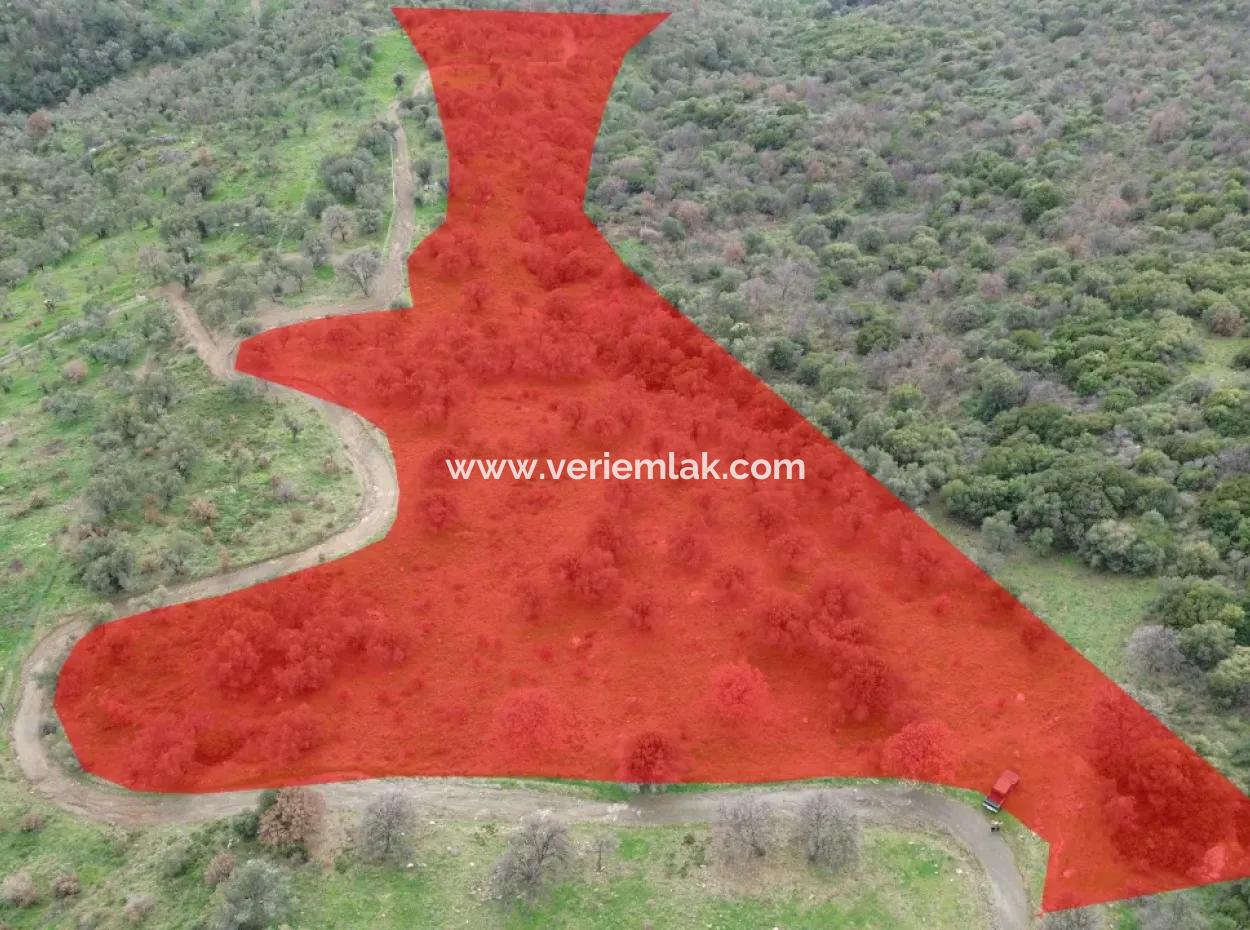 Seferihisar Ulamış Neighborhood – Olive Grove For Sale Close To The Dam, Wide Road Front, Valley View