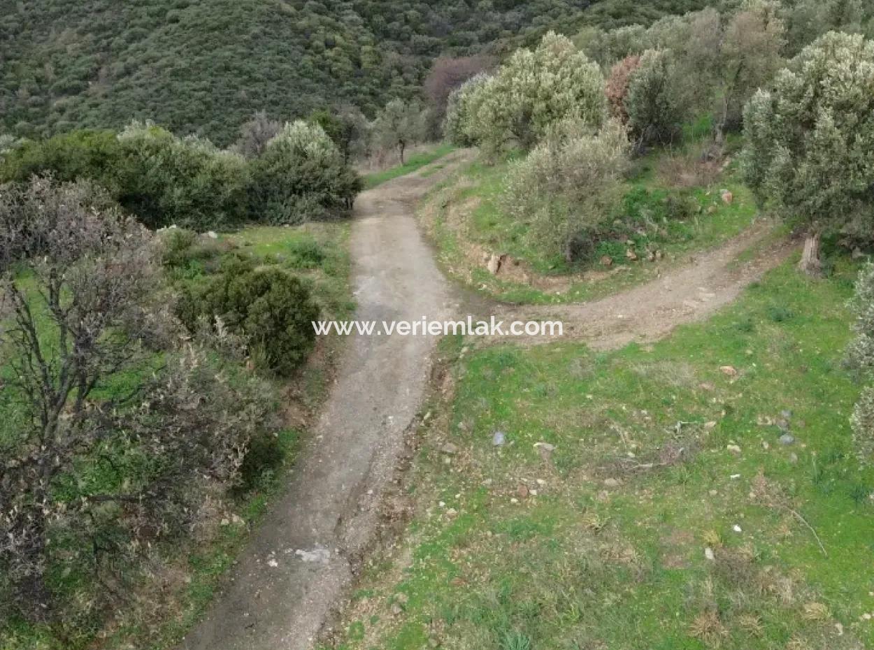 Seferihisar Ulamış Neighborhood – Olive Grove For Sale Close To The Dam, Wide Road Front, Valley View