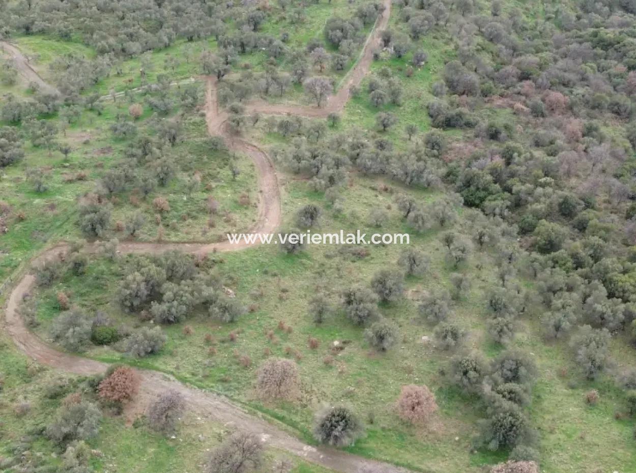 Seferihisar Ulamış Neighborhood – Olive Grove For Sale Close To The Dam, Wide Road Front, Valley View