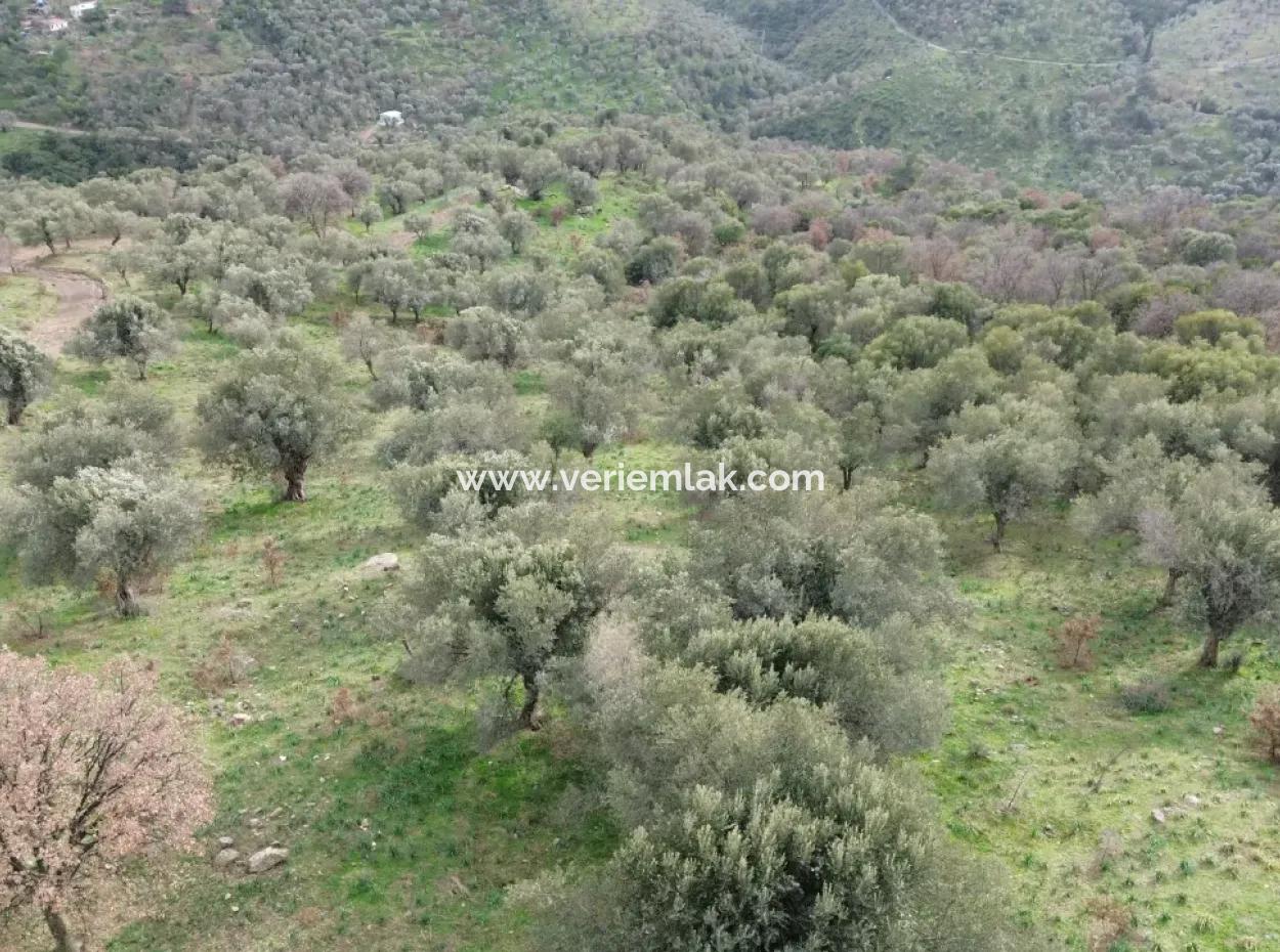 Seferihisar Ulamış Neighborhood – Olive Grove For Sale Close To The Dam, Wide Road Front, Valley View