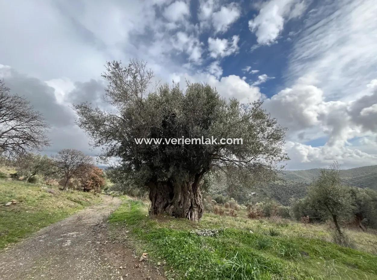 Seferihisar Ulamış Neighborhood – Olive Grove For Sale Close To The Dam, Wide Road Front, Valley View