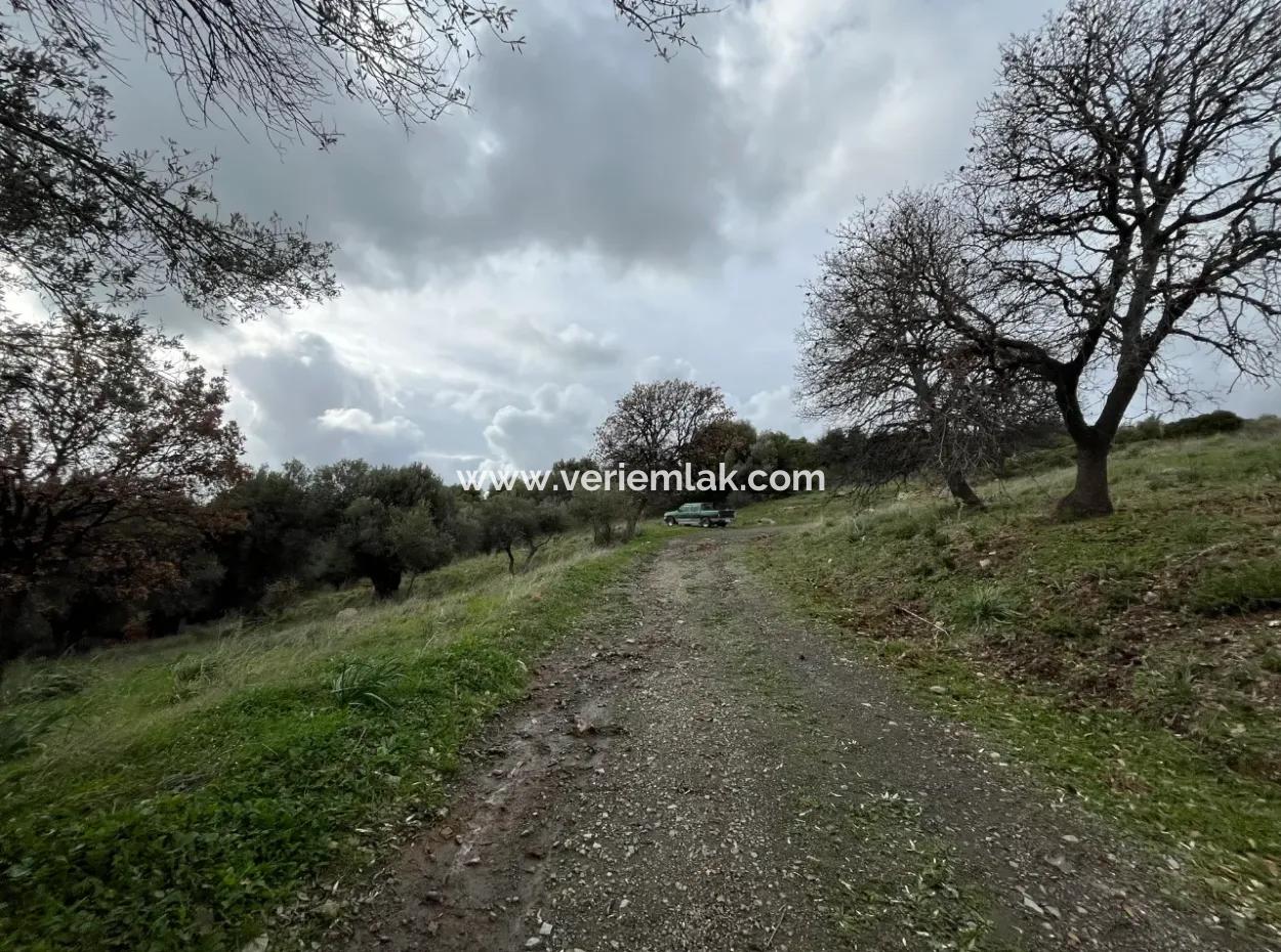 Seferihisar Ulamış Neighborhood – Olive Grove For Sale Close To The Dam, Wide Road Front, Valley View