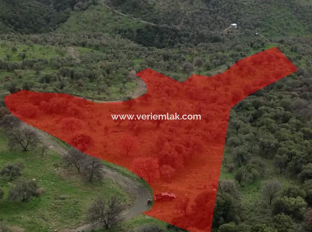 Seferihisar Ulamış Neighborhood – Olive Grove For Sale Close To The Dam, Wide Road Front, Valley View