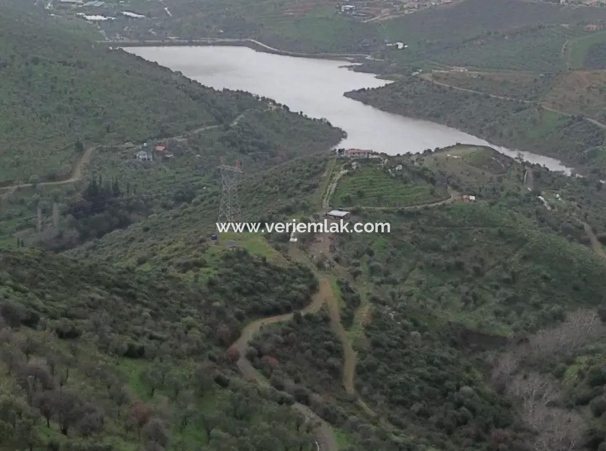 Seferihisar Ulamış Neighborhood – Olive Grove For Sale Close To The Dam, Wide Road Front, Valley View