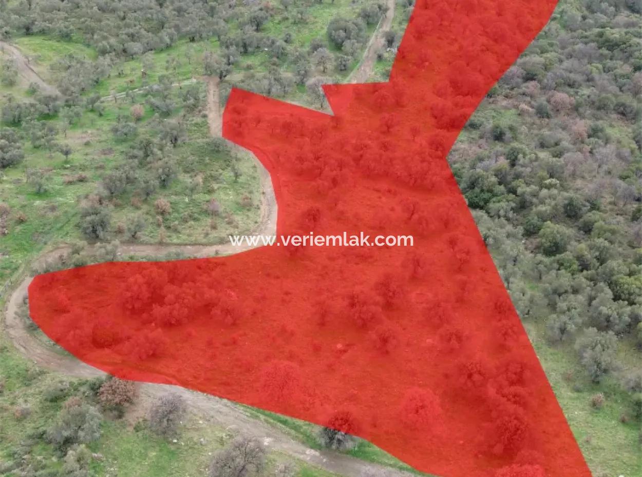 Seferihisar Ulamış Neighborhood – Olive Grove For Sale Close To The Dam, Wide Road Front, Valley View