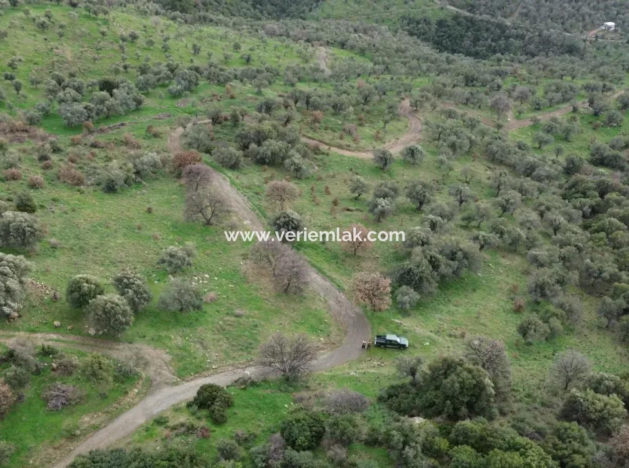 Seferihisar Ulamış Neighborhood – Olive Grove For Sale Close To The Dam, Wide Road Front, Valley View