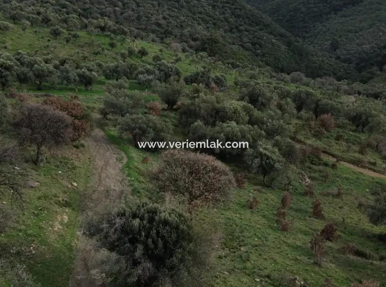 Seferihisar Ulamış Neighborhood – Olive Grove For Sale Close To The Dam, Wide Road Front, Valley View