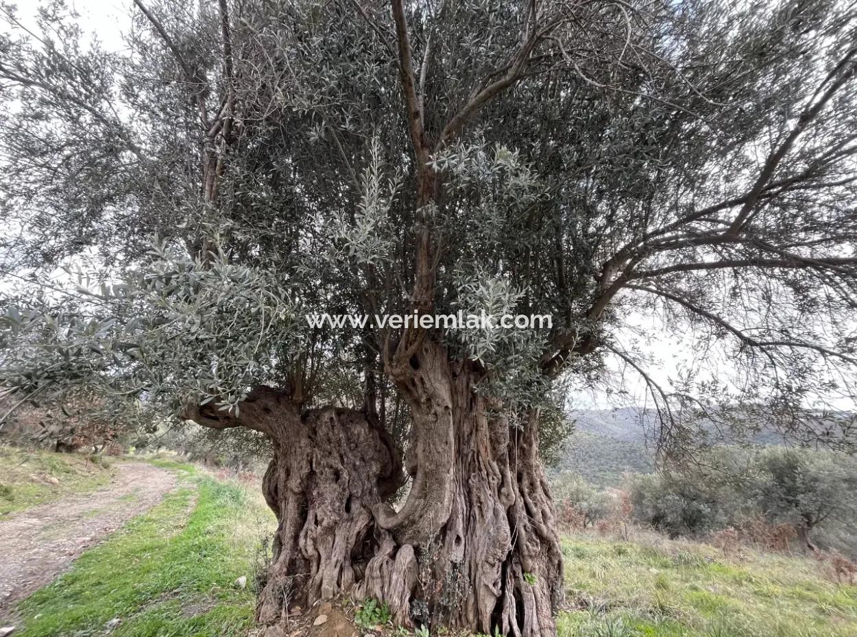 Seferihisar Ulamış Neighborhood – Olive Grove For Sale Close To The Dam, Wide Road Front, Valley View