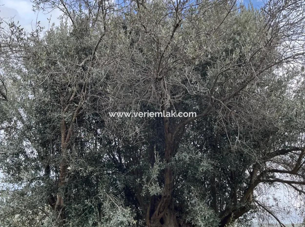 Seferihisar Ulamış Neighborhood – Olive Grove For Sale Close To The Dam, Wide Road Front, Valley View