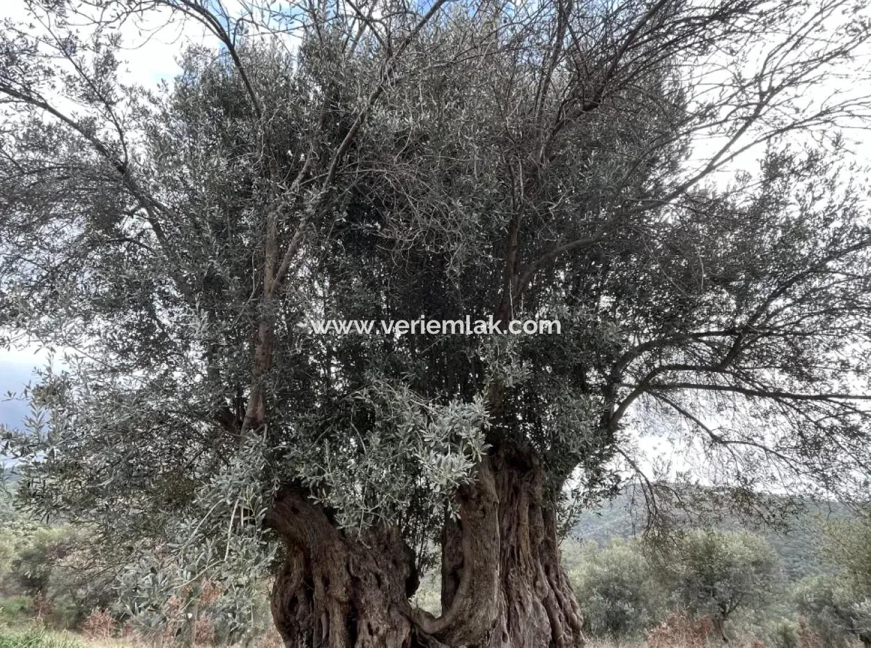 Seferihisar Ulamış Neighborhood – Olive Grove For Sale Close To The Dam, Wide Road Front, Valley View