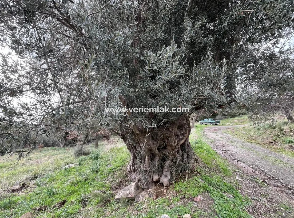 Seferihisar Ulamış Neighborhood – Olive Grove For Sale Close To The Dam, Wide Road Front, Valley View
