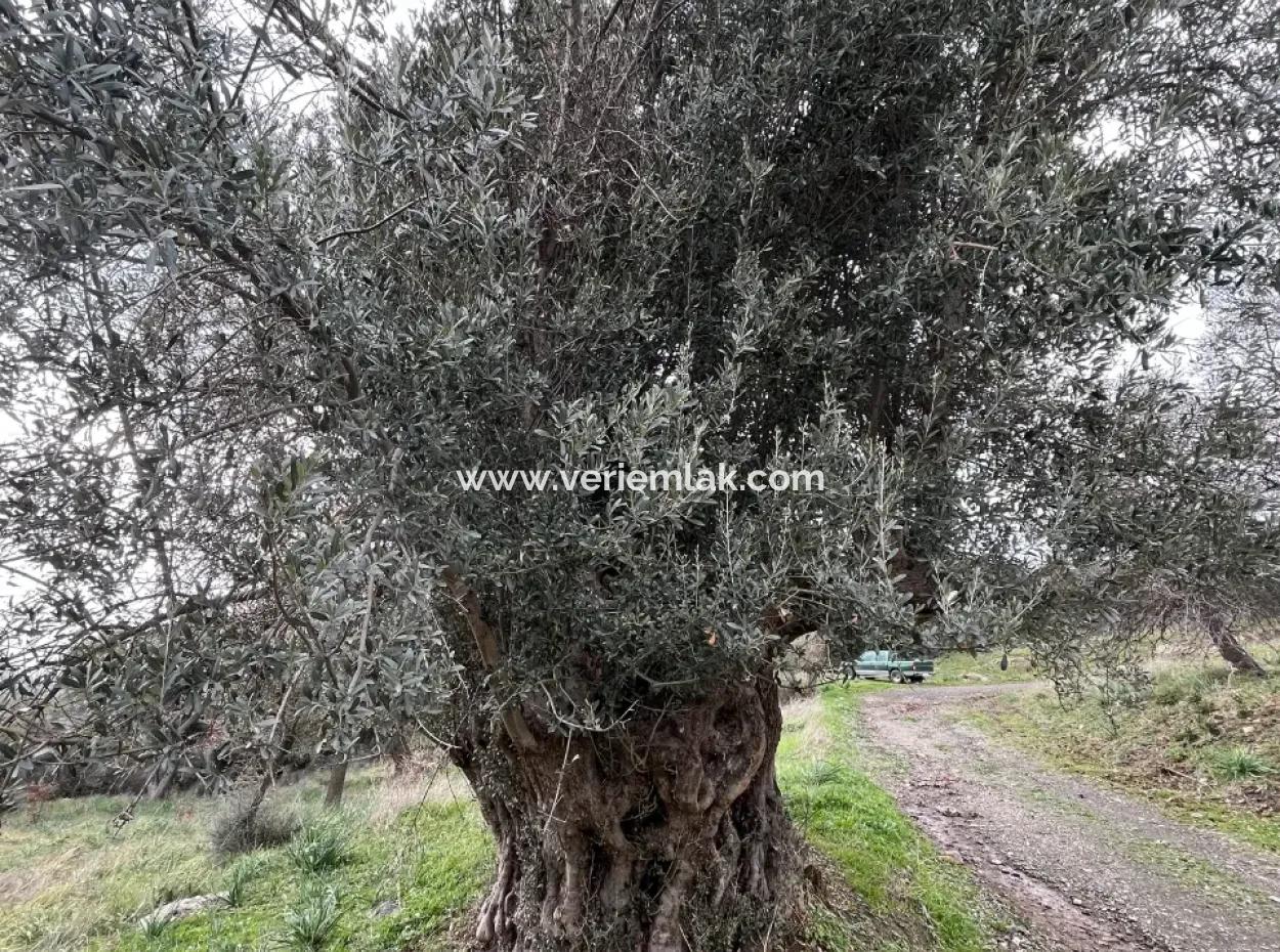 Seferihisar Ulamış Neighborhood – Olive Grove For Sale Close To The Dam, Wide Road Front, Valley View